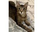 Adopt Nepal a Gray, Blue or Silver Tabby Domestic Shorthair cat in St.