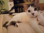 Adopt Zariyah a White (Mostly) Domestic Mediumhair / Mixed (medium coat) cat in