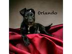 Adopt Orlando a Black - with White Labrador Retriever / Mixed Breed (Medium) /