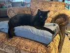 Adopt Simon a All Black Domestic Mediumhair / Mixed (medium coat) cat in