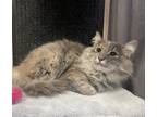 Adopt Matcha - MT a Domestic Longhair / Mixed (long coat) cat in Cross Anchor