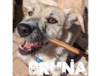 Adopt Bruna a Tan/Yellow/Fawn - with Black Mixed Breed (Medium) / Mixed dog in