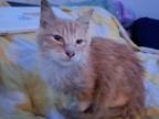 Adopt Qunni & Mable a Orange or Red Tabby / Mixed (medium coat) cat in Stockton