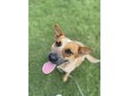 Adopt Xavia a Red/Golden/Orange/Chestnut Australian Cattle Dog / Mixed dog in