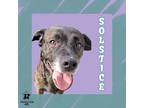 Adopt Solstice a Black Mixed Breed (Large) / Mixed dog in Ashtabula