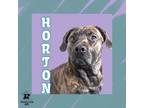 Adopt Horton a Brindle Mixed Breed (Small) / Mixed Breed (Medium) / Mixed (short