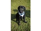 Adopt Henry a Black Retriever (Unknown Type) / Hound (Unknown Type) / Mixed dog