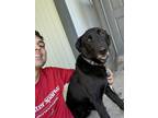 Adopt Blue a Black Labrador Retriever / Golden Retriever / Mixed dog in Round