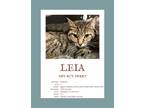 Adopt Leia a Black (Mostly) Domestic Shorthair / Mixed (short coat) cat in