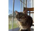 Adopt Zula a Brown Tabby Tabby / Mixed (medium coat) cat in Hillsborough