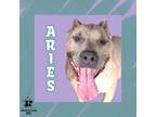 Adopt Aries a Tan/Yellow/Fawn Mixed Breed (Large) / Mixed dog in Ashtabula