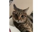 Adopt Pickles a Spotted Tabby/Leopard Spotted Domestic Shorthair / Mixed (short