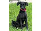Adopt Onyx a Black Labrador Retriever / Mixed dog in Jay, NY (41279980)