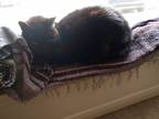 Adopt Bruce and Jet a All Black Domestic Mediumhair / Mixed (medium coat) cat in