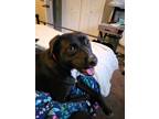 Adopt Penny a Black - with White Labrador Retriever / Bull Terrier / Mixed dog