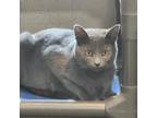 Adopt Carbon a Gray or Blue Russian Blue / Domestic Shorthair / Mixed cat in