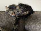 Adopt Ollie a Brown Tabby Domestic Mediumhair / Mixed (medium coat) cat in