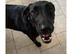 Adopt Benson (aka Benny a Black German Shepherd Dog / Labrador Retriever / Mixed
