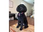 Adopt Ziva a Black Goldendoodle / Mixed dog in St Augustine, FL (41279886)
