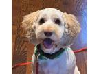 Adopt Zuco a White Poodle (Miniature) / American Cocker Spaniel / Mixed (short