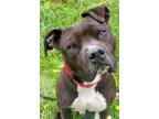 Adopt Rocky a Black Mixed Breed (Large) / Mixed dog in Blackwood, NJ (41256381)