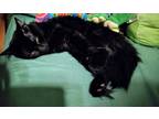 Adopt Onyx a All Black Domestic Longhair / Mixed (long coat) cat in Louisville