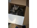 Adopt Hope a Gray or Blue American Shorthair / Mixed (medium coat) cat in York