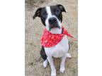 Adopt Charlie a White - with Black American Staffordshire Terrier dog in