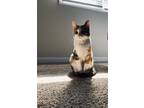 Adopt Juliet ( Jull,Jolly) a Calico or Dilute Calico Calico / Mixed (medium