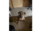Adopt Winnie a Hound (Unknown Type) dog in Oakwood, TX (41279755)