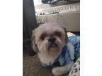 Adopt Bentley a Black - with White Shih Tzu / Mixed dog in Decatur