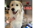 Adopt Lola (Courtesy Post) a Tricolor (Tan/Brown & Black & White) Great Pyrenees
