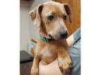 Adopt Piglet a Labrador Retriever / Hound (Unknown Type) dog in Lorain