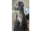 Adopt Nova a Black - with White Sheepadoodle / Mixed dog in Farmington Hills