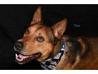 Adopt Teddy Turbo Ark a Brown/Chocolate German Shepherd Dog dog in Provo