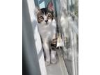 Adopt Remi a Brown Tabby Tabby / Mixed (short coat) cat in Costa Mesa