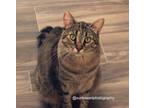 Adopt Opie a Brown Tabby Domestic Shorthair / Mixed (short coat) cat in LAS