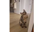 Adopt Mili a Gray, Blue or Silver Tabby Tabby / Mixed (medium coat) cat in