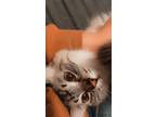Adopt Ne-yo a Gray or Blue Balinese / Mixed (long coat) cat in Bakersfield