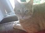 Adopt Max a Orange or Red (Mostly) American Shorthair / Mixed (short coat) cat