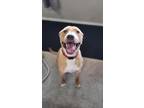 Adopt Rufus Lucas a Tan/Yellow/Fawn - with White American Pit Bull Terrier /