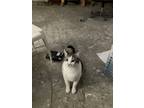 Adopt Kiko a Black & White or Tuxedo American Shorthair / Mixed (short coat) cat