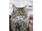 Adopt Mimi a Brown Tabby Domestic Longhair / Mixed (short coat) cat in LAS