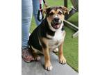 Adopt Birdie a Tricolor (Tan/Brown & Black & White) German Shepherd Dog /