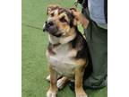 Adopt Chinchilla a Tricolor (Tan/Brown & Black & White) German Shepherd Dog /