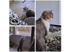 Adopt Selkie a Gray or Blue (Mostly) Selkirk Rex / Mixed (long coat) cat in
