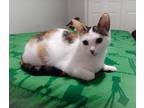 Adopt Mischief a Calico or Dilute Calico Calico / Mixed (short coat) cat in