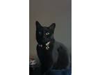 Adopt Maple a All Black Bombay / Mixed (short coat) cat in Brandon