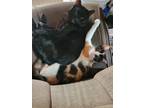 Adopt Pheah a Calico or Dilute Calico American Shorthair / Mixed (short coat)