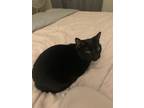 Adopt Malcolm a All Black Domestic Shorthair / Mixed (short coat) cat in